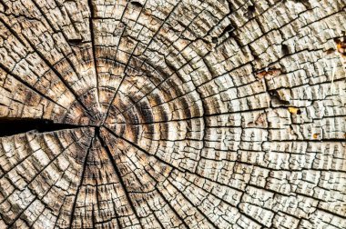 Eski ahşap arkaplan veya doku 