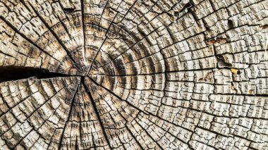 Eski ahşap arkaplan veya doku 