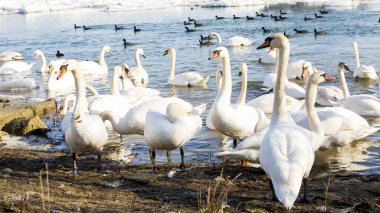 Güzel kuşlar (kuğular, ördekler) donmuş Tuna nehrinde kış mevsiminde yüzerler. 
