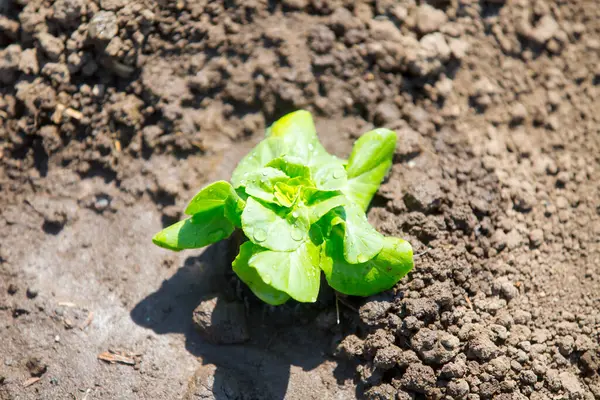 green lettuce on ground in the field