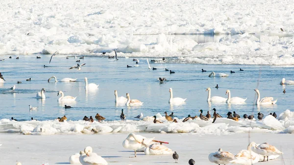 Beautiful birds (swans, ducks) swim in the frozen river Danube in winter season