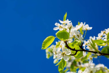 Mavi gökyüzü arka planında kiraz ağacı dalları