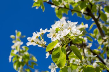 Mavi gökyüzü arka planında kiraz ağacı dalları