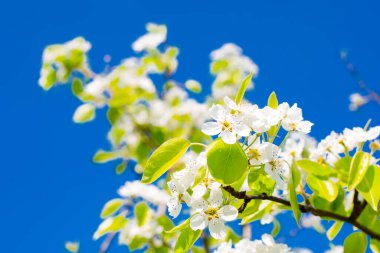 Mavi gökyüzü arka planında kiraz ağacı dalları 