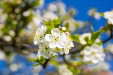 Mavi gökyüzü arka planında kiraz ağacı dalları