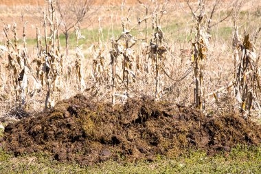 Kırsaldaki çiftlikte gübre.