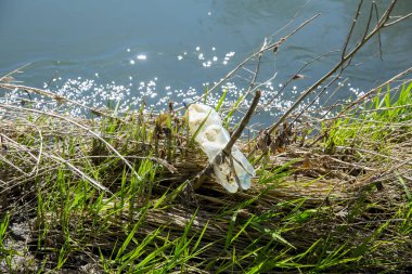 Ormandaki nehrin kıyısındaki çöp.