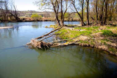 Nehir ve ağaçlar bahar