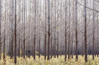 sonbahar park peyzaj ağaçları ile
