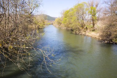 Nehir, yeşil çimen ve ormanlı yaz manzarası