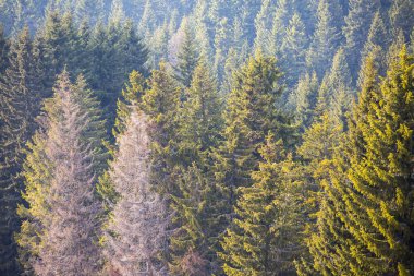 Dağlardaki firavun ormanı