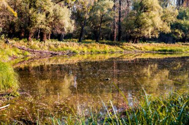 sonbahar manzarası. doğanın kompozisyon.