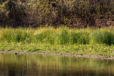 sonbahar manzarası. doğanın kompozisyon.