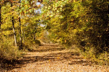 sonbahar park peyzaj ağaçları ile