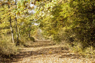 sonbahar park peyzaj ağaçları ile