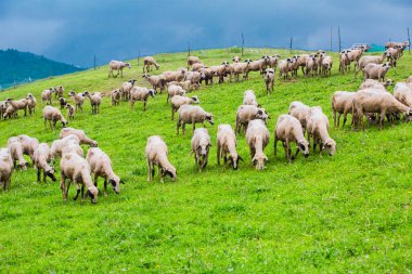 Yeşil çayırlarda otlayan koyunlar