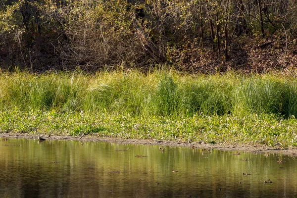 sonbahar manzarası. doğanın kompozisyon.