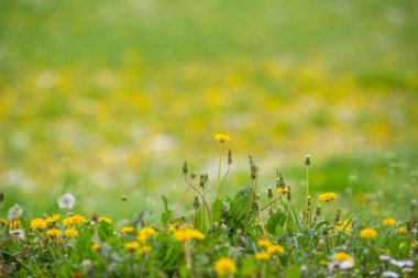 Bahçede güzel bahar çiçekleri