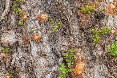 arkaplan olarak ağaç kabuğu dokusu