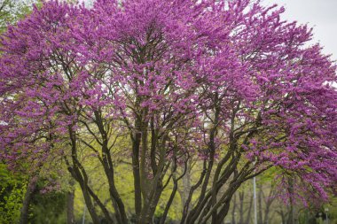 Bir bahar günü parkta pembe çiçekli güzel bir ağaç. Pembe çiçeklerle açan ağaç