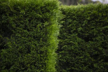 Park dokusu arka planında yeşil çimen