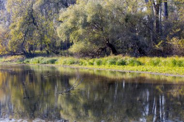Manzaranın doğası: Sonbaharda nehir ve ormanlar - sudaki ağacın yansıması