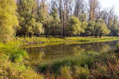 Manzaranın doğası: Sonbaharda nehir ve ormanlar - sudaki ağacın yansıması