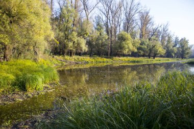Manzaranın doğası: Sonbaharda nehir ve ormanlar - sudaki ağacın yansıması