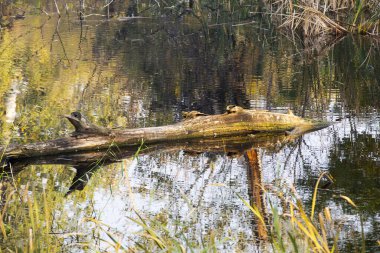Sonbahar orman göl. Güzel doğa arka plan.