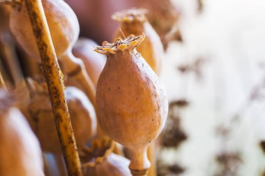 Kahverengi arkaplanlı haşhaş tohumları