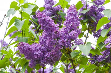 Güzel çiçek açan leylak çiçekleri