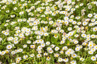 Çiçekler yeşil çimlerin üzerinde 