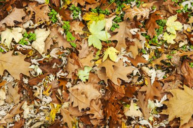 Sonbaharda düşen yapraklar