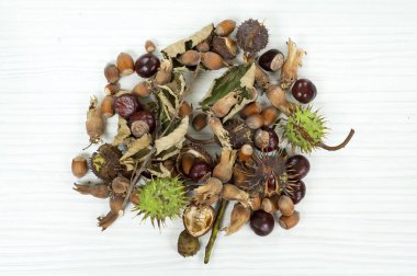 Kestane ve fındıklı dekoratif sonbahar sınırı