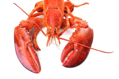 Beyaz arka planda izole edilmiş ıstakoz.