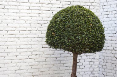 Geometri şekilli Bush tuğla duvarın yanında