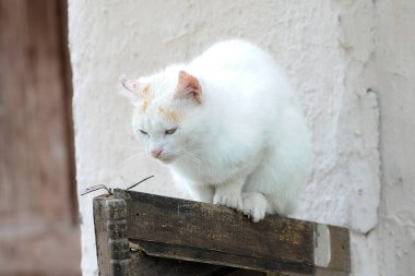 Beyaz şirin kedi evin yanında.