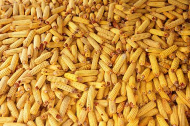 Olgun mısırın tahıl arka planı