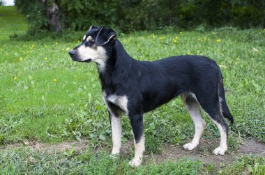 Köpek yaz çayırında yürüyor.