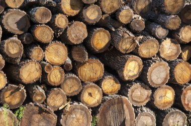 Kış için hazırlanmış odun yığını