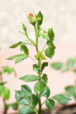 tomurcukta kırmızı gül çiçeği