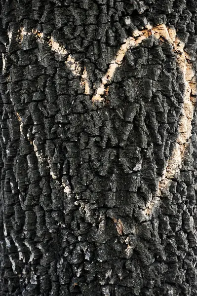 Heart drawn on tree bark