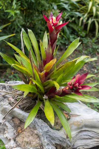 Tropical ornamental plants.Bromeliad plant  growing on a stump in a garden. Close-up. The concept of gardening.