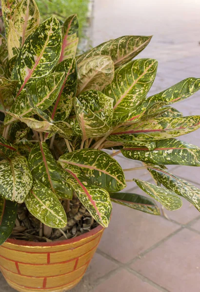 Tropical  ornamental plant. Potted Aglaonema Dona Carmen Plant. Close-up. Outdoor. Isolated on a brown background.
