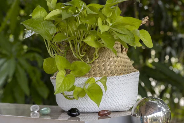 Tropical ornamental plant - golden pothos in a woven basket of two-colored rattan on the balcony. Other names Ceylon creeper,hunter's robe, ivy arum, house plant, money plant, silver vine, Solomon Islands ivy, marble queen,  taro vine, devil's vine.