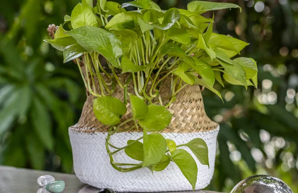 Tropical ornamental plant - golden pothos in a woven basket of two-colored rattan on the balcony. Other names Ceylon creeper,hunter\'s robe, ivy arum, house plant, money plant, silver vine, Solomon Islands ivy, marble queen, taro vine, devil\'s vine.