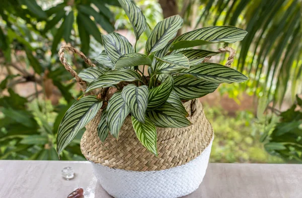 Tropical houseplants. Calathea Vittata plant (Prayer plant) in a woven basket made of two-colored rattan on the balcony against the background of the greenery of the garden. Close-up. Macro. Gardening concept.
