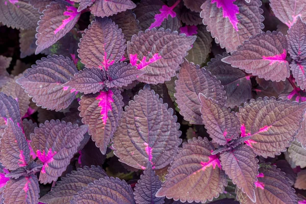 Tropical ornamental leaves background. Colorful Coleus plant. Outdoor. Close-up. Macro. Concept of gardening, horticulture, agriculture and cultivation.