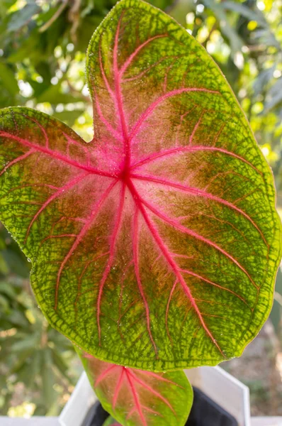 Tropical ornamental plant. Caladium Pink (Heart of Jesus) in a pot on the balcony against the background of the greenery of the garden. Close-up. Outdoor. Gardening concept. Macro.