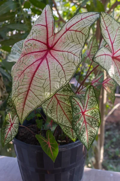Tropical decorative plant. Caladium White Queen in a pot on the balcony against the background of the greenery of the garden. Outdoor. Close-up. Macro.  Exotic ornamental plant. Concept of gardening.